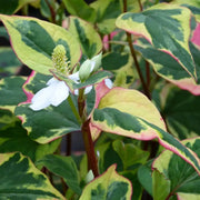 Houttuynia cordata ‘Chameleon’ | Chameleon plant | Marginal Plant