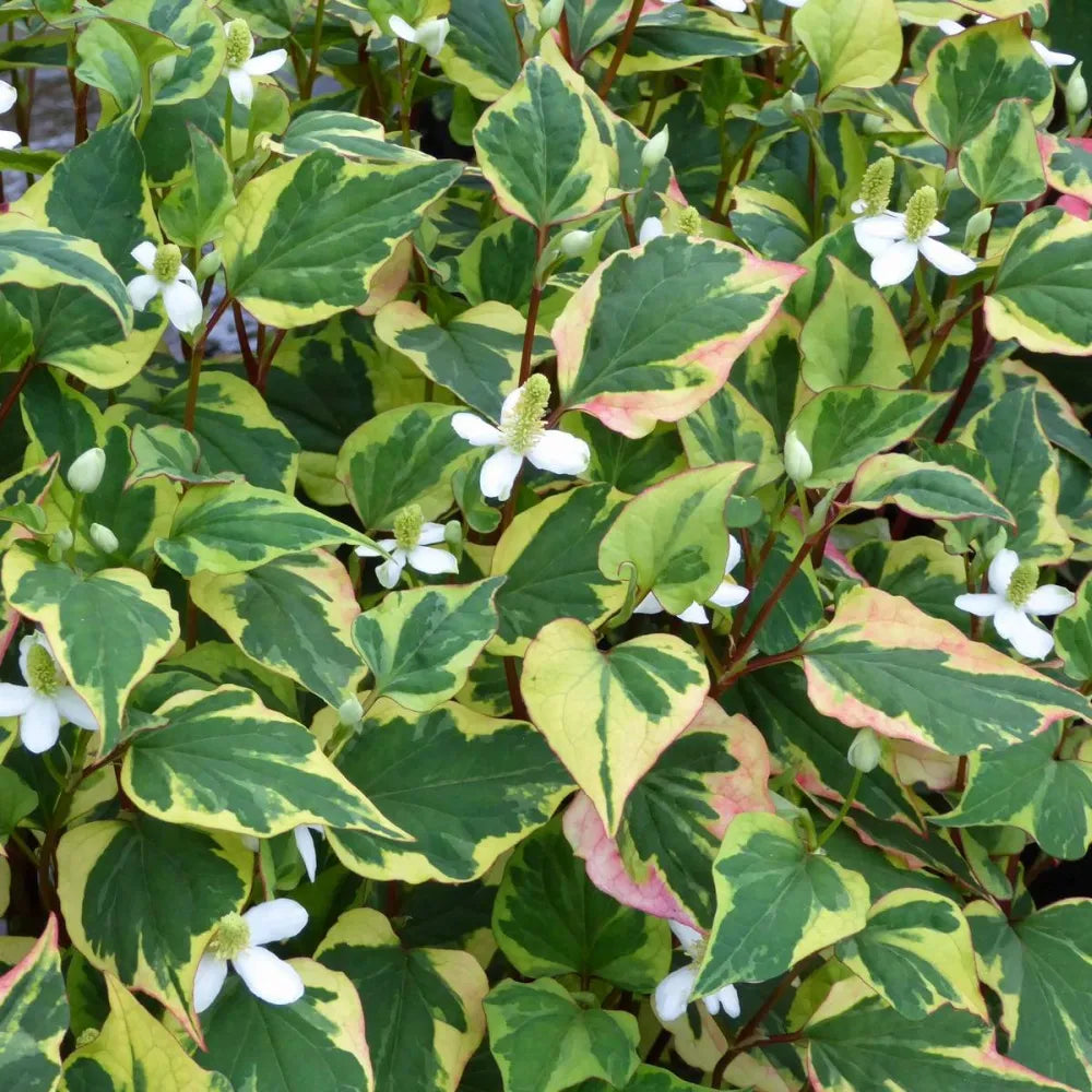 Houttuynia cordata ‘Chameleon’ | Chameleon plant | Marginal Plant