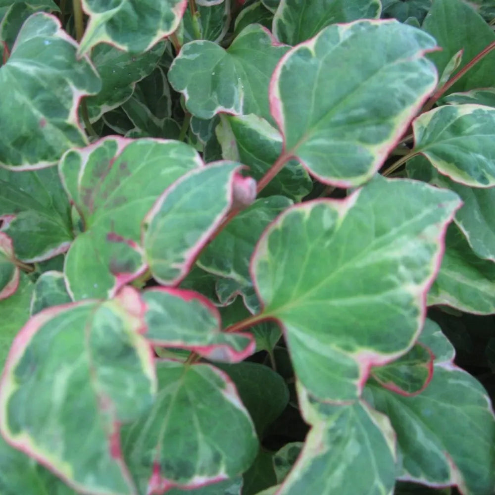 Houttuynia cordata ‘Boo Boo’ | ‘Boo Boo’ chameleon plant | Marginal Plant