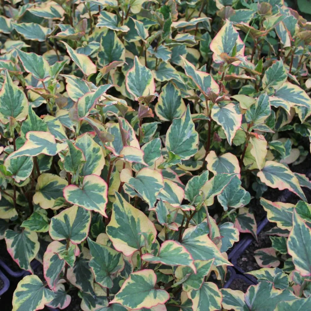 Houttuynia cordata ‘Chameleon’ | Chameleon plant | Marginal Plant