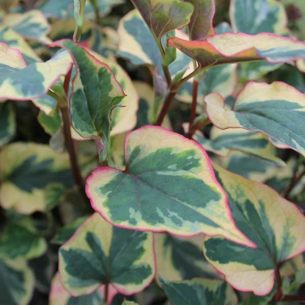 Houttuynia cordata ‘Chameleon’ | Chameleon plant | Marginal Plant