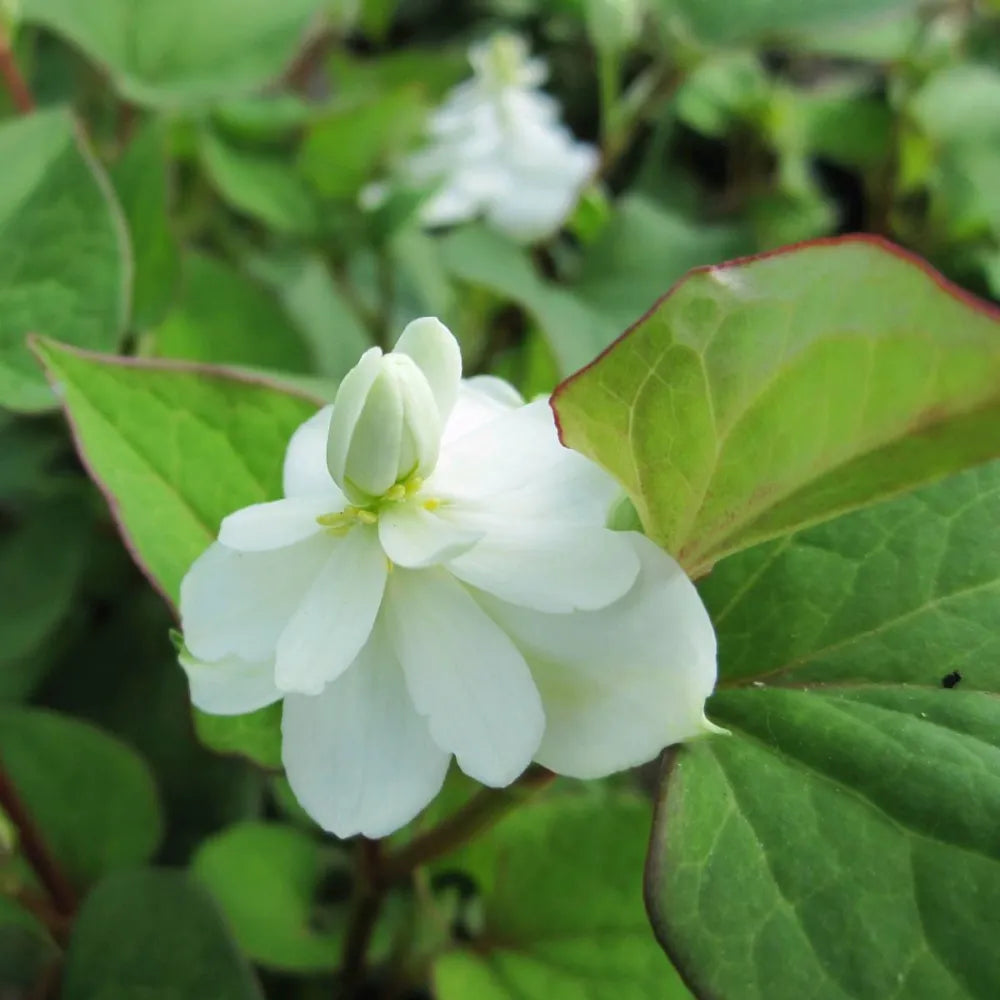Houttuynia cordata ‘Plena’ | Double chameleon plant | Marginal Plant