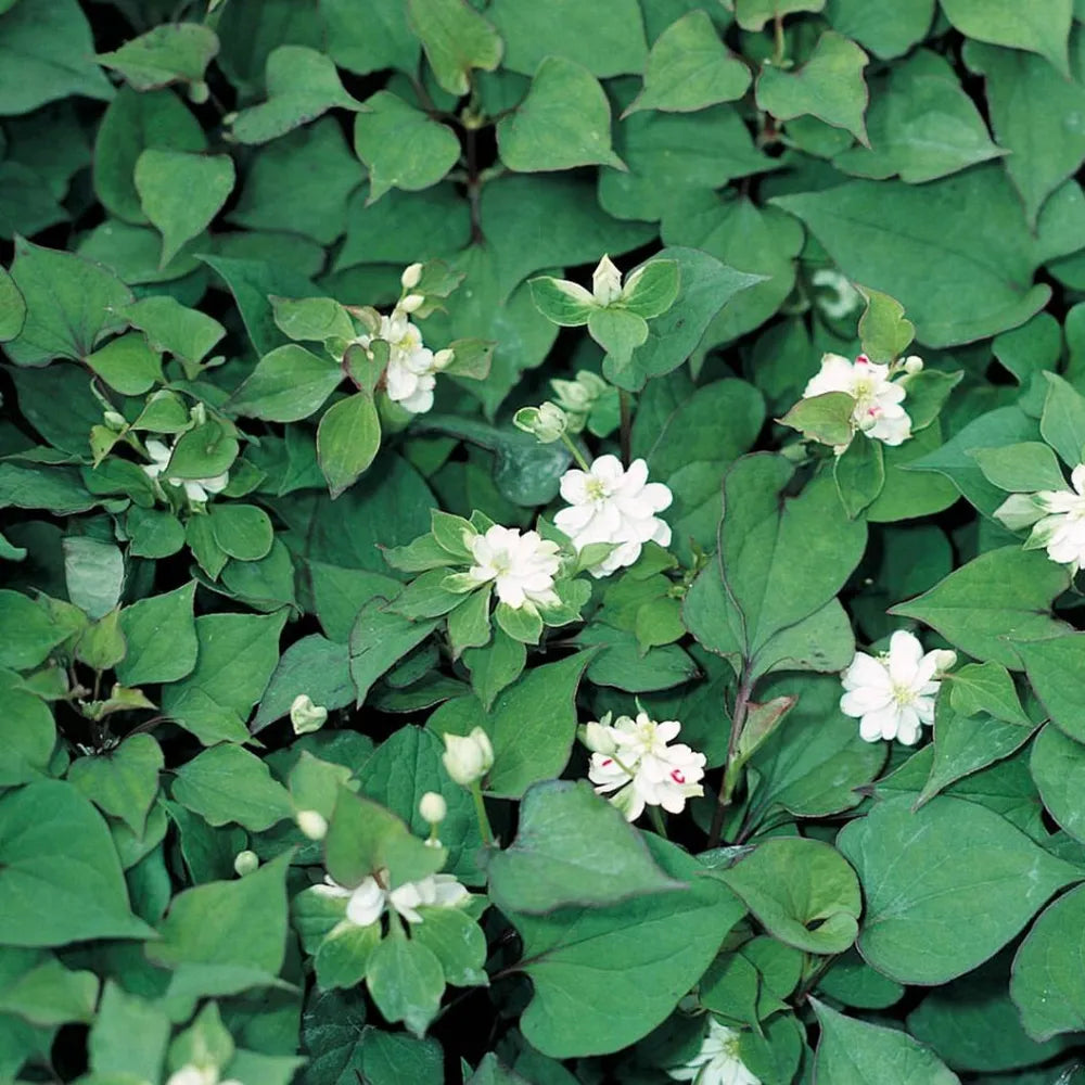 Houttuynia cordata ‘Plena’ | Double chameleon plant | Marginal Plant