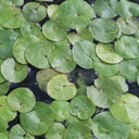 Hydrocharis morsus‑ranae | Frogbit | Floating Plant