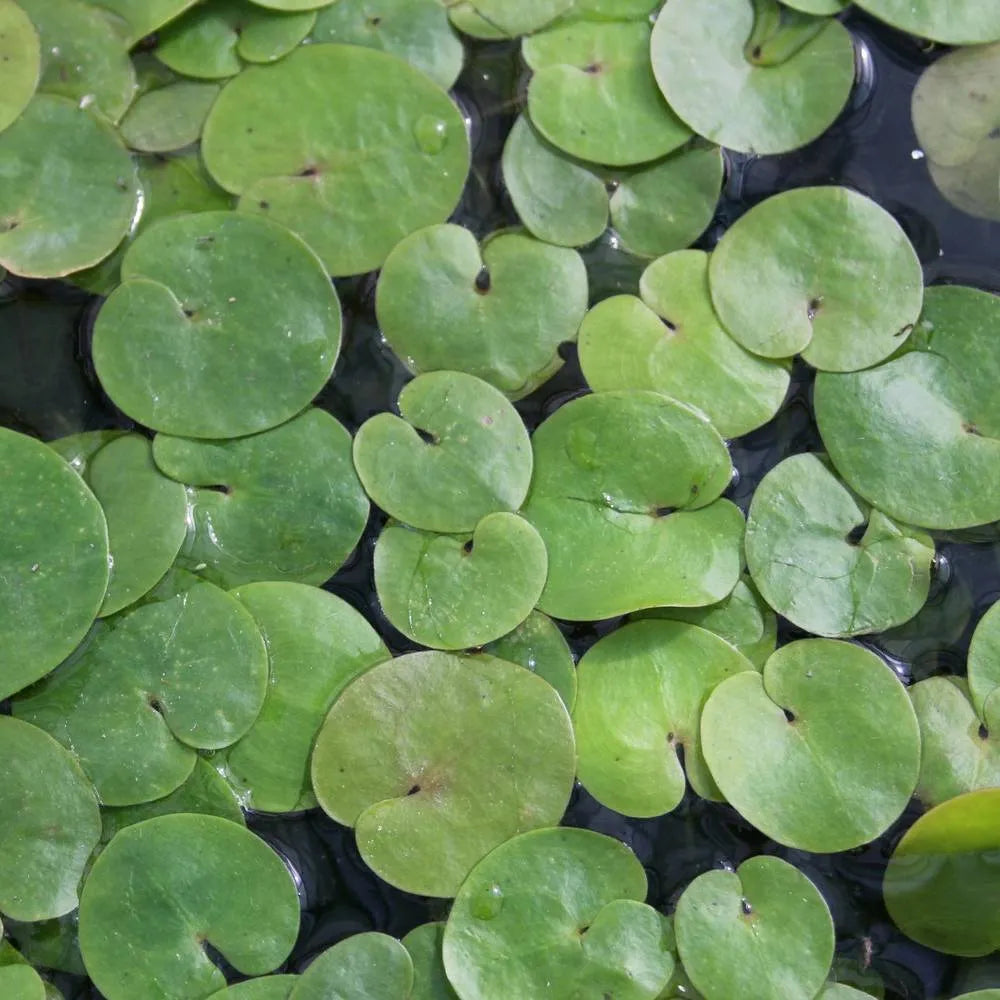 Hydrocharis morsus‑ranae | Frogbit | Floating Plant – Woven Wood