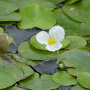 Hydrocharis morsus‑ranae | Frogbit | Floating Plant