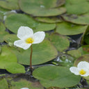 Hydrocharis morsus‑ranae | Frogbit | Floating Plant