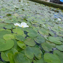 Hydrocharis morsus‑ranae | Frogbit | Floating Plant