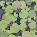 Hydrocharis morsus‑ranae | Frogbit | Floating Plant