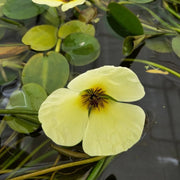 Hydrocleys nymphoides | Water poppy | Floating Plant