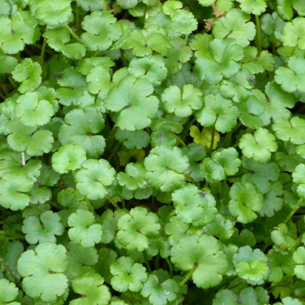 Hydrocotyle ‘Novae‑Zelandiae’ | New Zealand pennywort | Oxygenating Marginal Plant