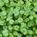 Hydrocotyle ‘Novae‑Zelandiae’ | New Zealand pennywort | Oxygenating Marginal Plant