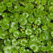 Hydrocotyle ‘Novae‑Zelandiae’ | New Zealand pennywort | Oxygenating Marginal Plant