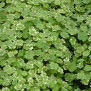Hydrocotyle sibthorpioides | Lawn pennywort | Oxygenating Marginal Plant