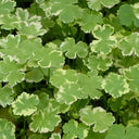 Hydrocotyle sibthorpioides | Lawn pennywort | Oxygenating Marginal Plant
