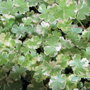 Hydrocotyle sibthorpioides | Lawn pennywort | Oxygenating Marginal Plant