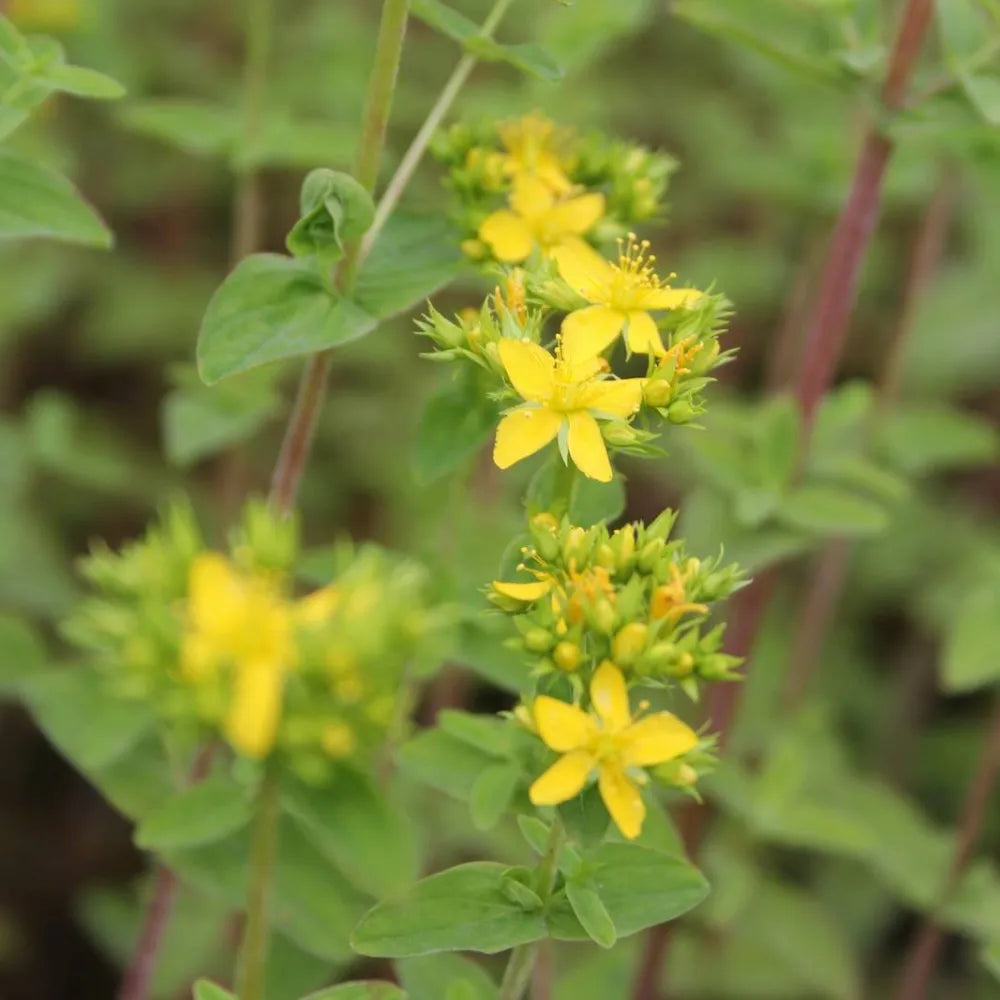 Hypericum tetrapterum | Square‑stalked St John’s‑wort | Marginal Plant