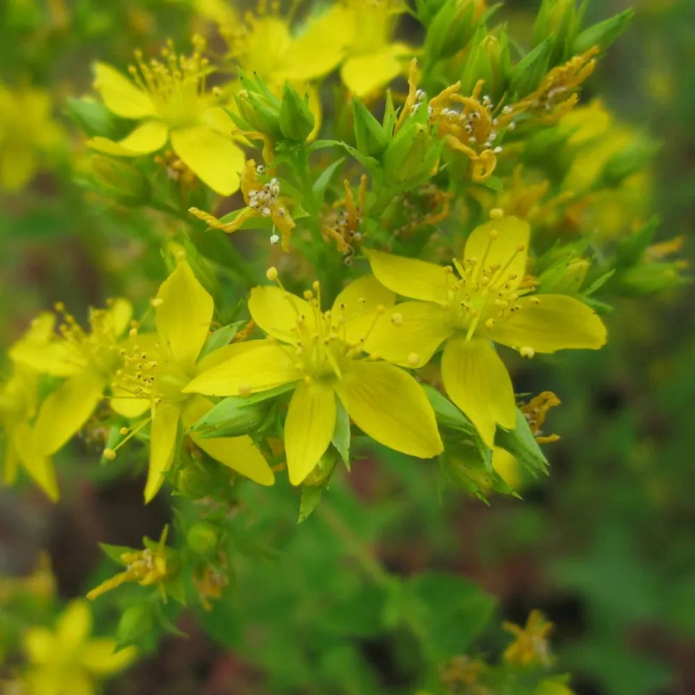 Hypericum tetrapterum | Square‑stalked St John’s‑wort | Marginal Plant
