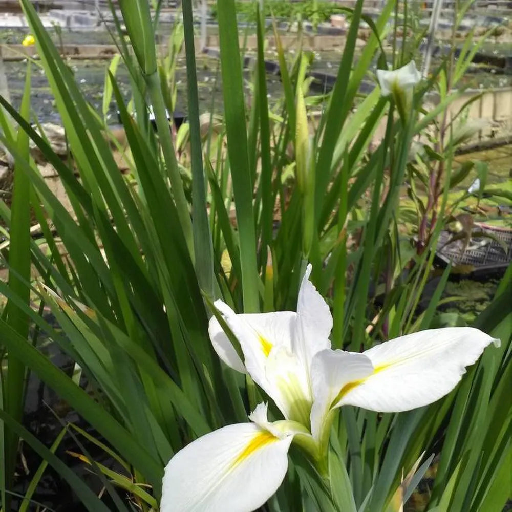 Iris louisiana ‘Her Highness’ | Louisiana iris ‘Her Highness’ | Margin ...