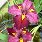 Iris louisiana ‘Ann Chowning’ | Louisiana iris ‘Ann Chowning’ | Marginal Plant