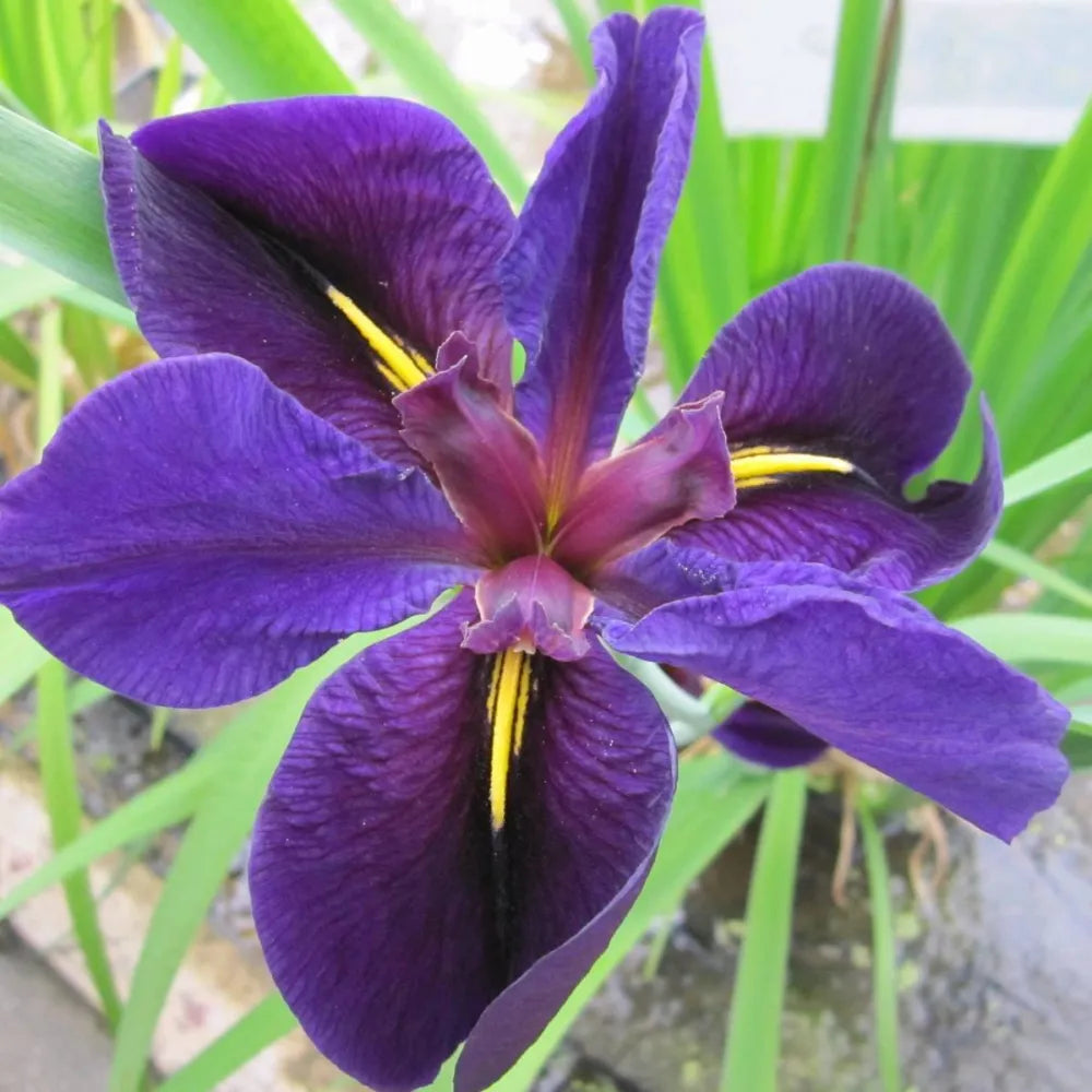 Iris louisiana ‘Black Gamecock’ | Louisiana iris ‘Black Gamecock’ | Marginal Plant