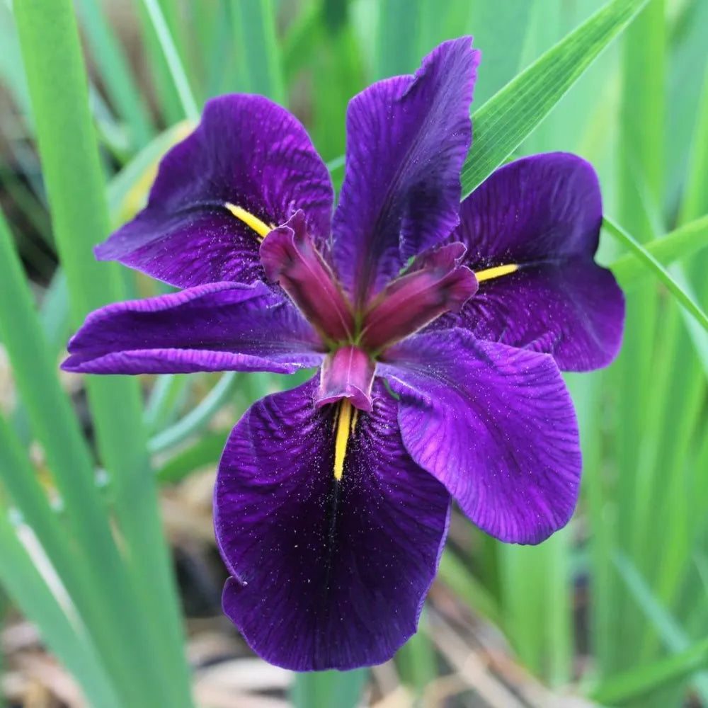 Iris louisiana ‘Black Gamecock’ | Louisiana iris ‘Black Gamecock’ | Marginal Plant