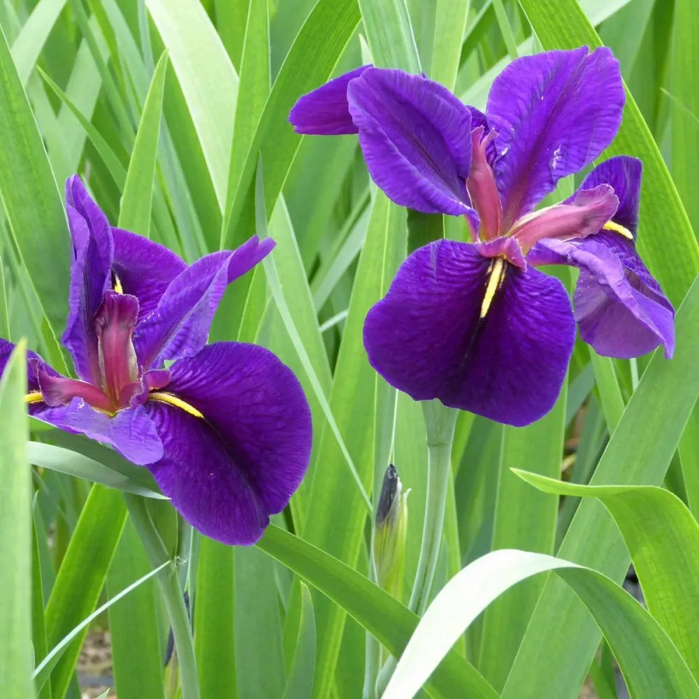 Iris louisiana ‘Black Gamecock’ | Louisiana iris ‘Black Gamecock’ | Marginal Plant