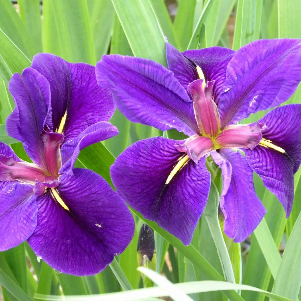 Iris louisiana ‘Black Gamecock’ | Louisiana iris ‘Black Gamecock’ | Marginal Plant