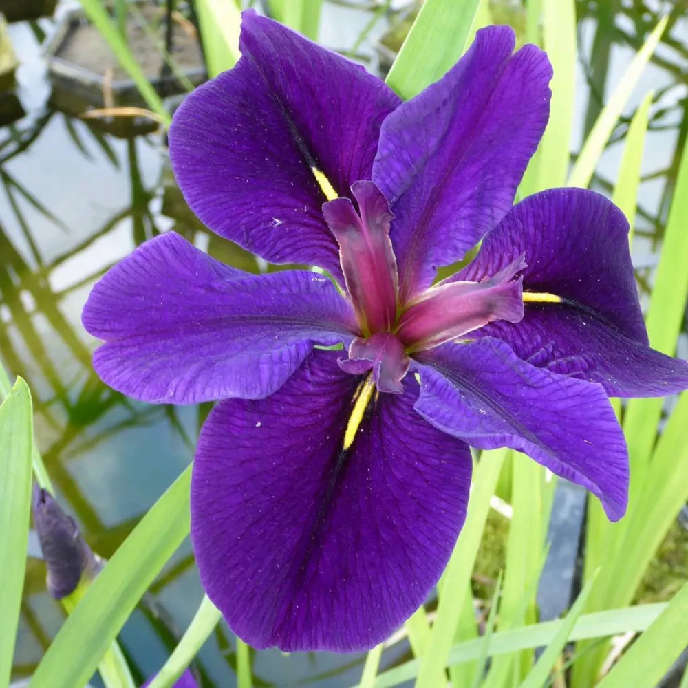 Iris louisiana ‘Black Gamecock’ | Louisiana iris ‘Black Gamecock’ | Marginal Plant