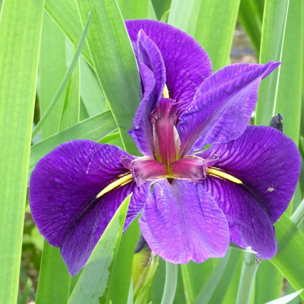 Iris louisiana ‘Black Gamecock’ | Louisiana iris ‘Black Gamecock’ | Marginal Plant