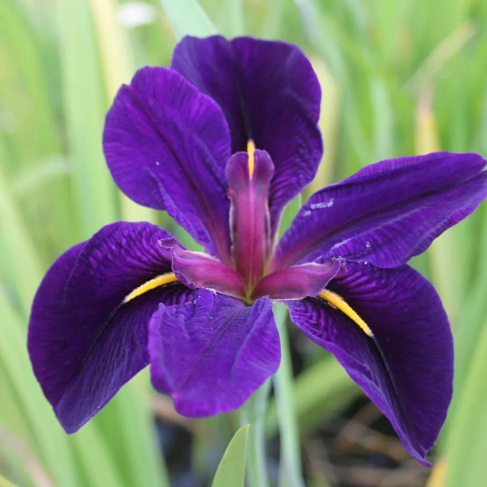 Iris louisiana ‘Black Gamecock’ | Louisiana iris ‘Black Gamecock’ | Marginal Plant