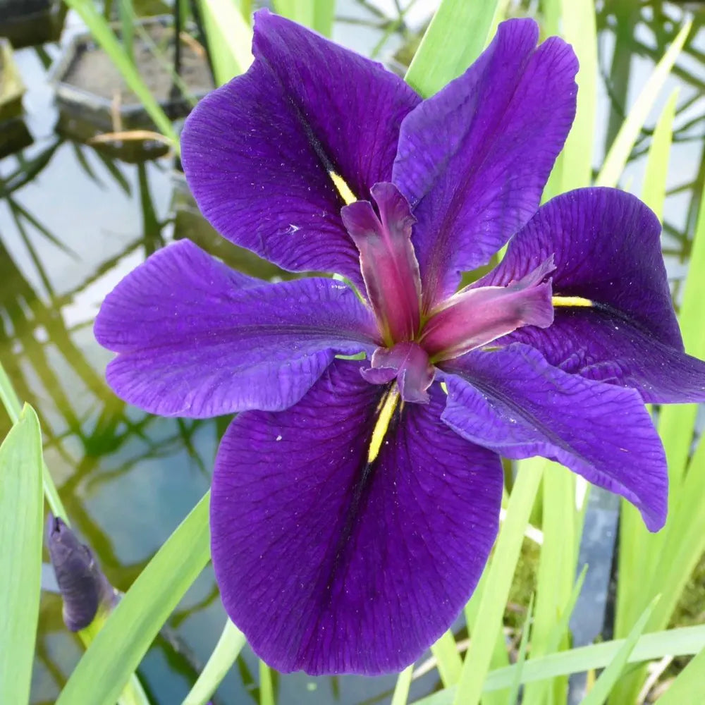 Iris louisiana ‘Black Gamecock’ | Louisiana iris ‘Black Gamecock’ | Marginal Plant