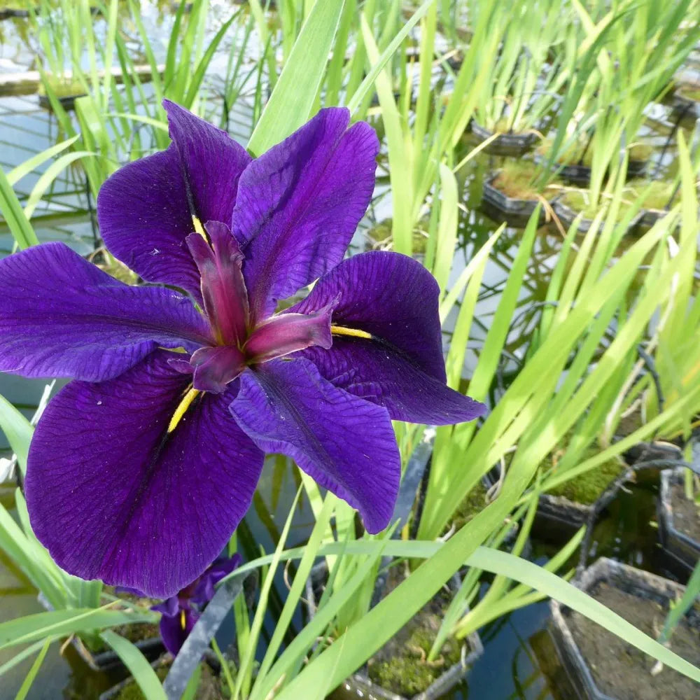 Iris louisiana ‘Black Gamecock’ | Louisiana iris ‘Black Gamecock’ | Marginal Plant