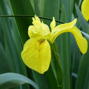 Iris pseudacorus | Yellow flag iris | Marginal Plant