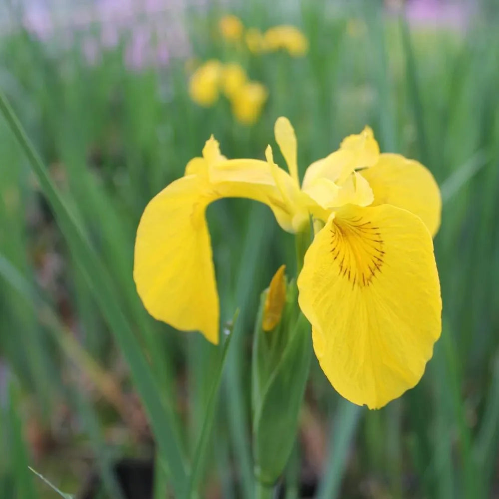 Iris pseudacorus | Yellow flag iris | Marginal Plant