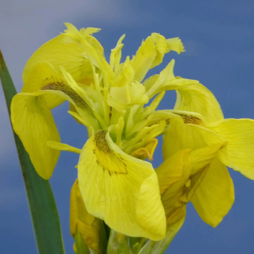 Iris pseudacorus | Yellow flag iris | Marginal Plant