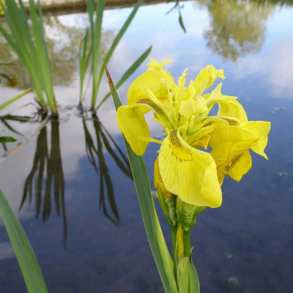 Iris pseudacorus | Yellow flag iris | Marginal Plant