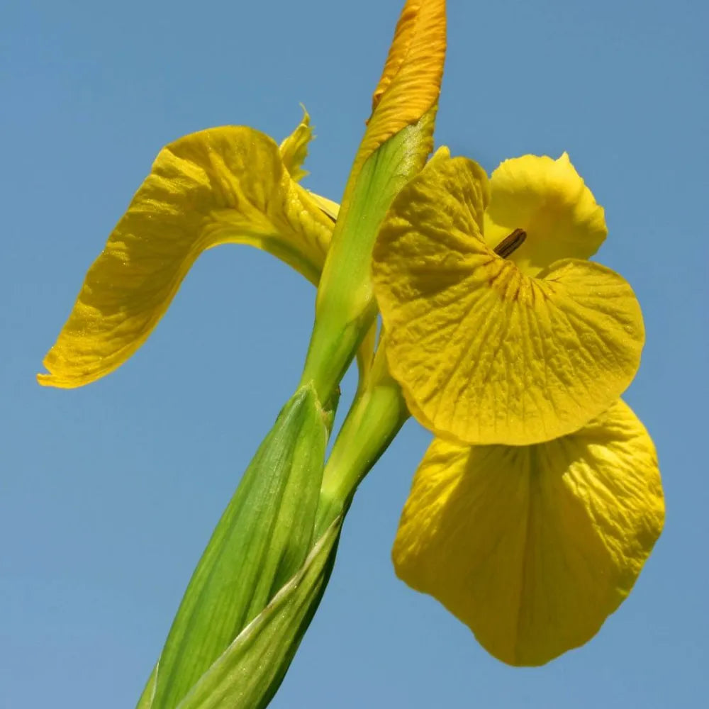 Iris pseudacorus | Yellow flag iris | Marginal Plant