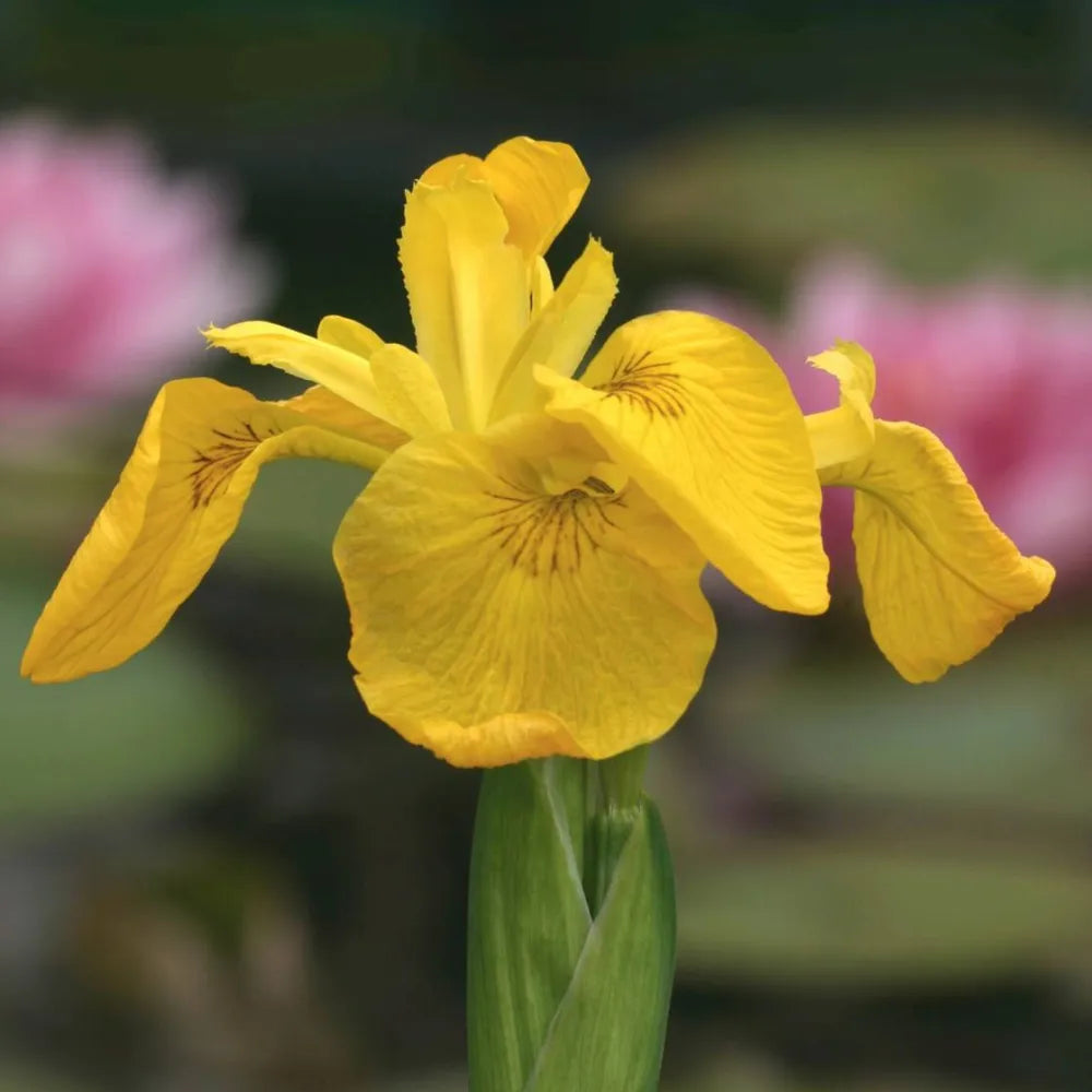 Iris pseudacorus | Yellow flag iris | Marginal Plant