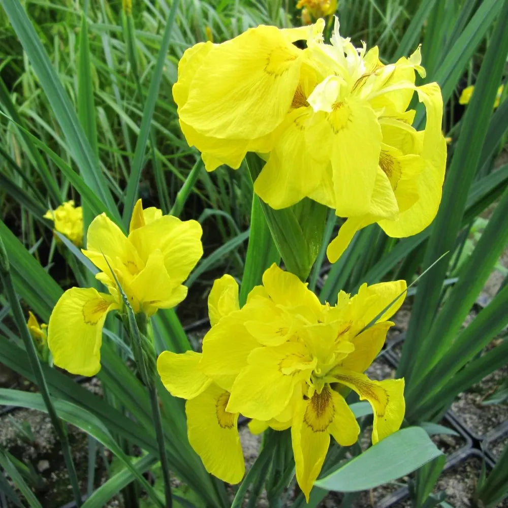 Iris pseudacorus ‘Flore Pleno’ | Double yellow flag iris | Marginal Plant