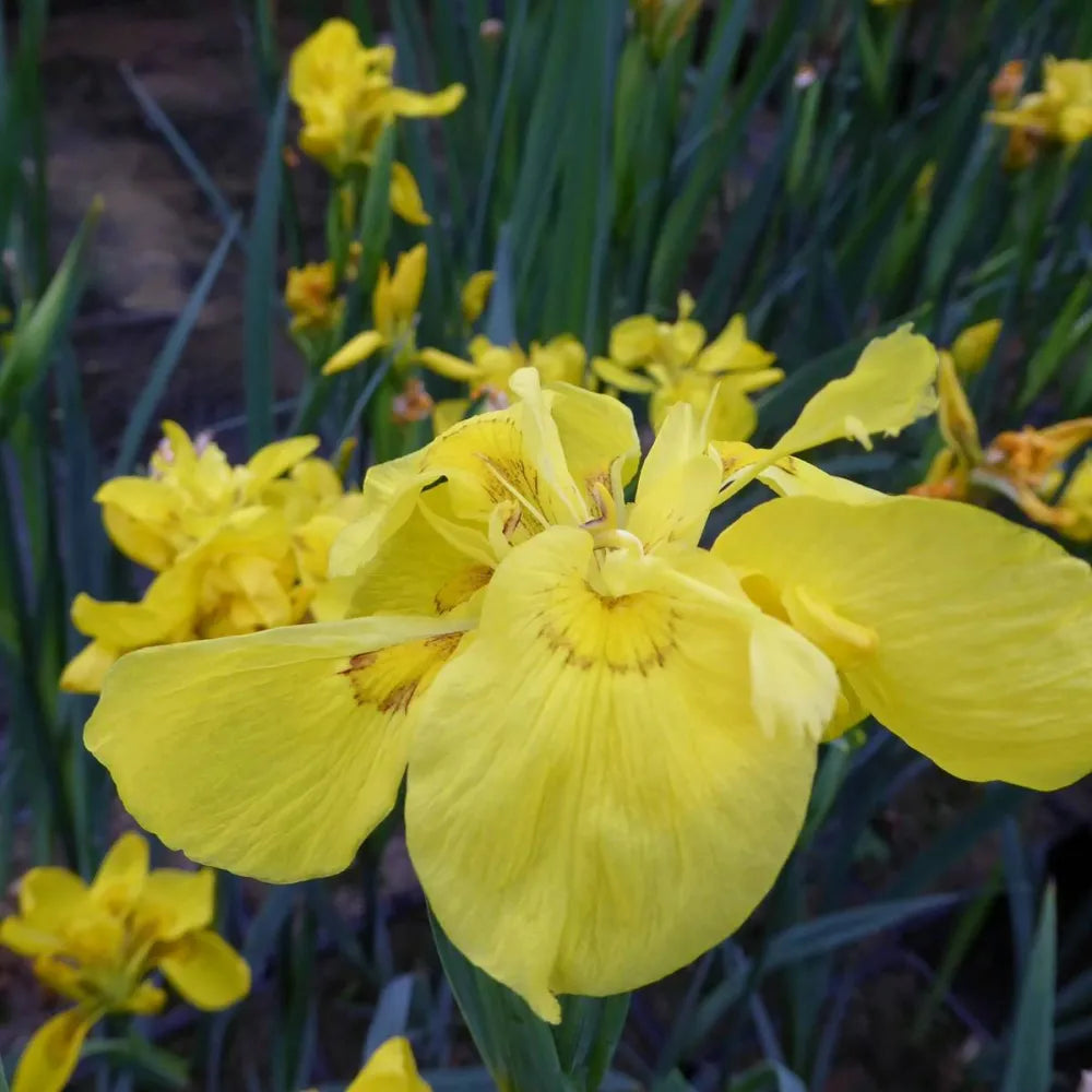 Iris pseudacorus ‘Flore Pleno’ | Double yellow flag iris | Marginal Plant