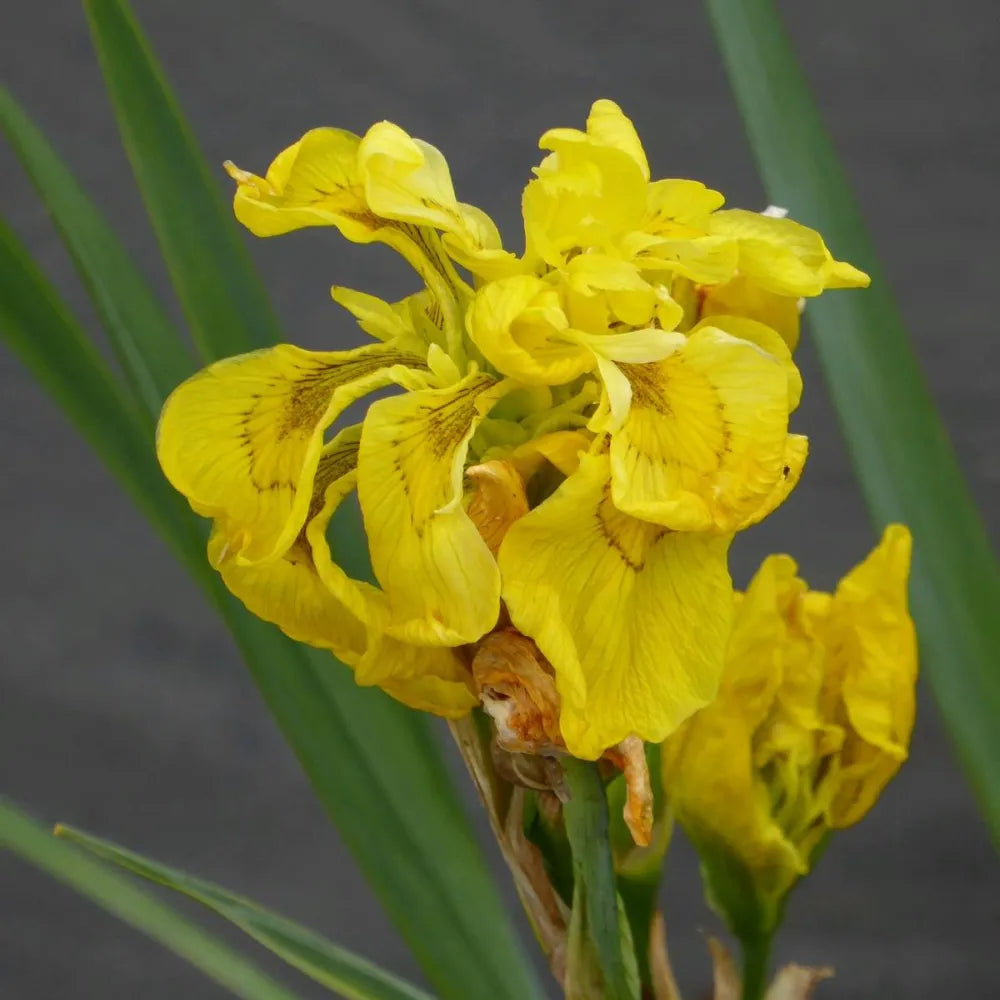 Iris pseudacorus ‘Flore Pleno’ | Double yellow flag iris | Marginal Pl ...