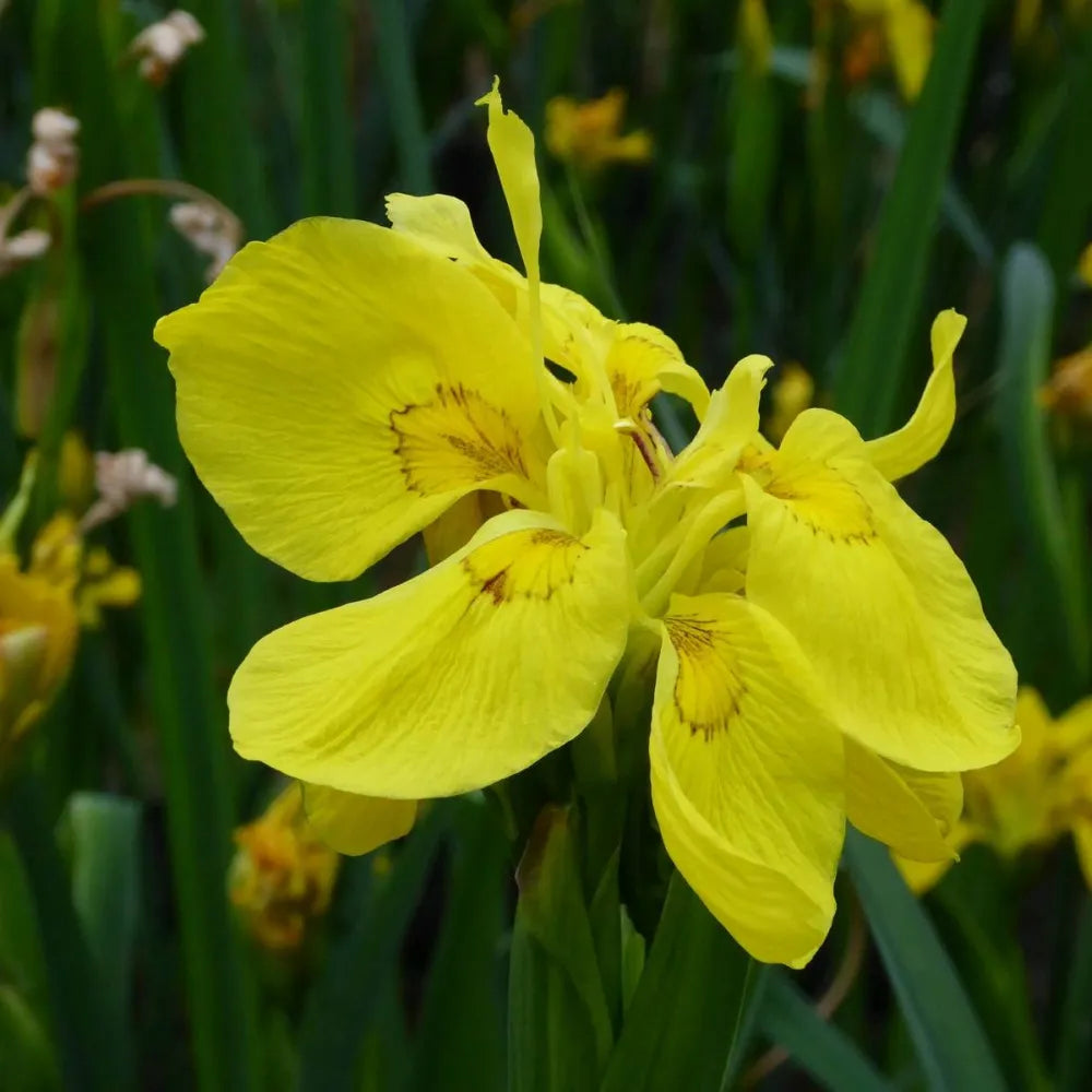 Iris pseudacorus ‘Flore Pleno’ | Double yellow flag iris | Marginal Plant