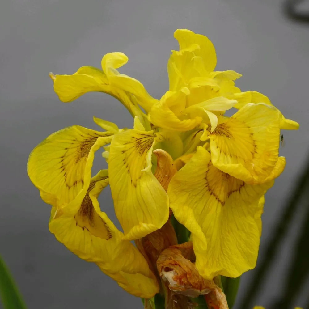 Iris pseudacorus ‘Flore Pleno’ | Double yellow flag iris | Marginal Plant