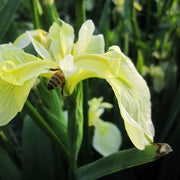 Iris pseudacorus subsp. bastardii | Bastard yellow flag iris | Marginal Plant
