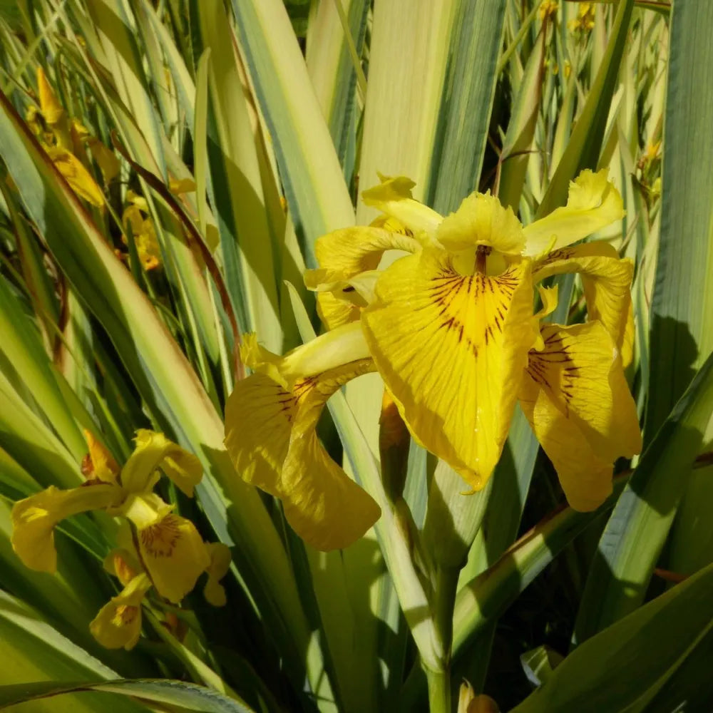 Iris pseudacorus ‘Variegata’ | Variegated yellow flag iris | Marginal Plant