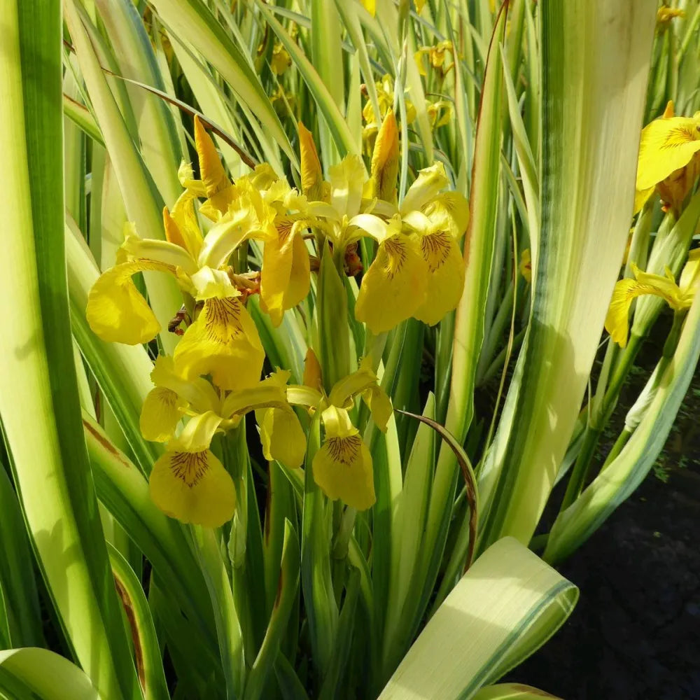 Iris pseudacorus ‘Variegata’ | Variegated yellow flag iris | Marginal Plant