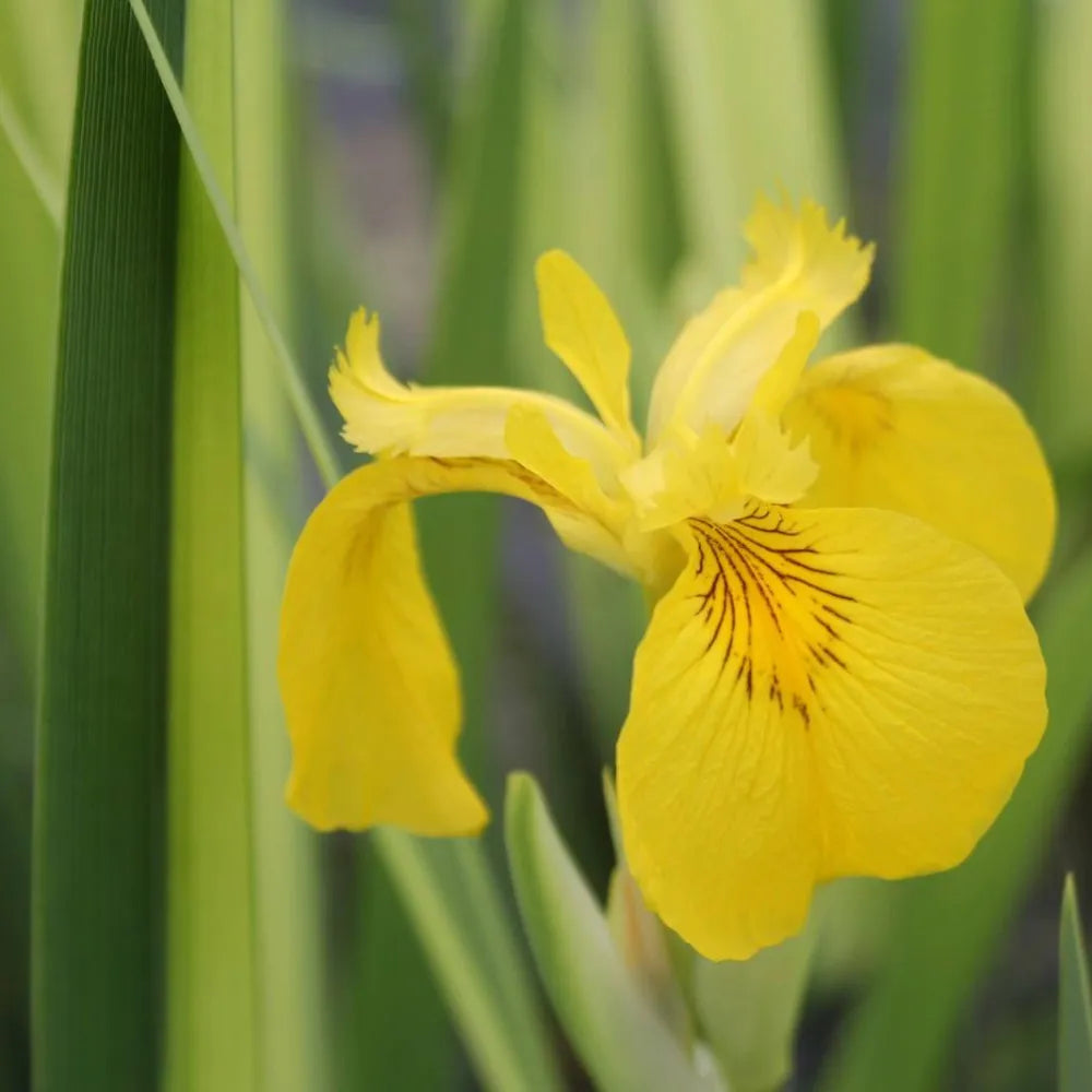 Iris pseudacorus ‘Variegata’ | Variegated yellow flag iris | Marginal Plant