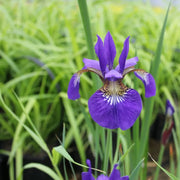 Iris sibirica | Siberian iris | Marginal Plant