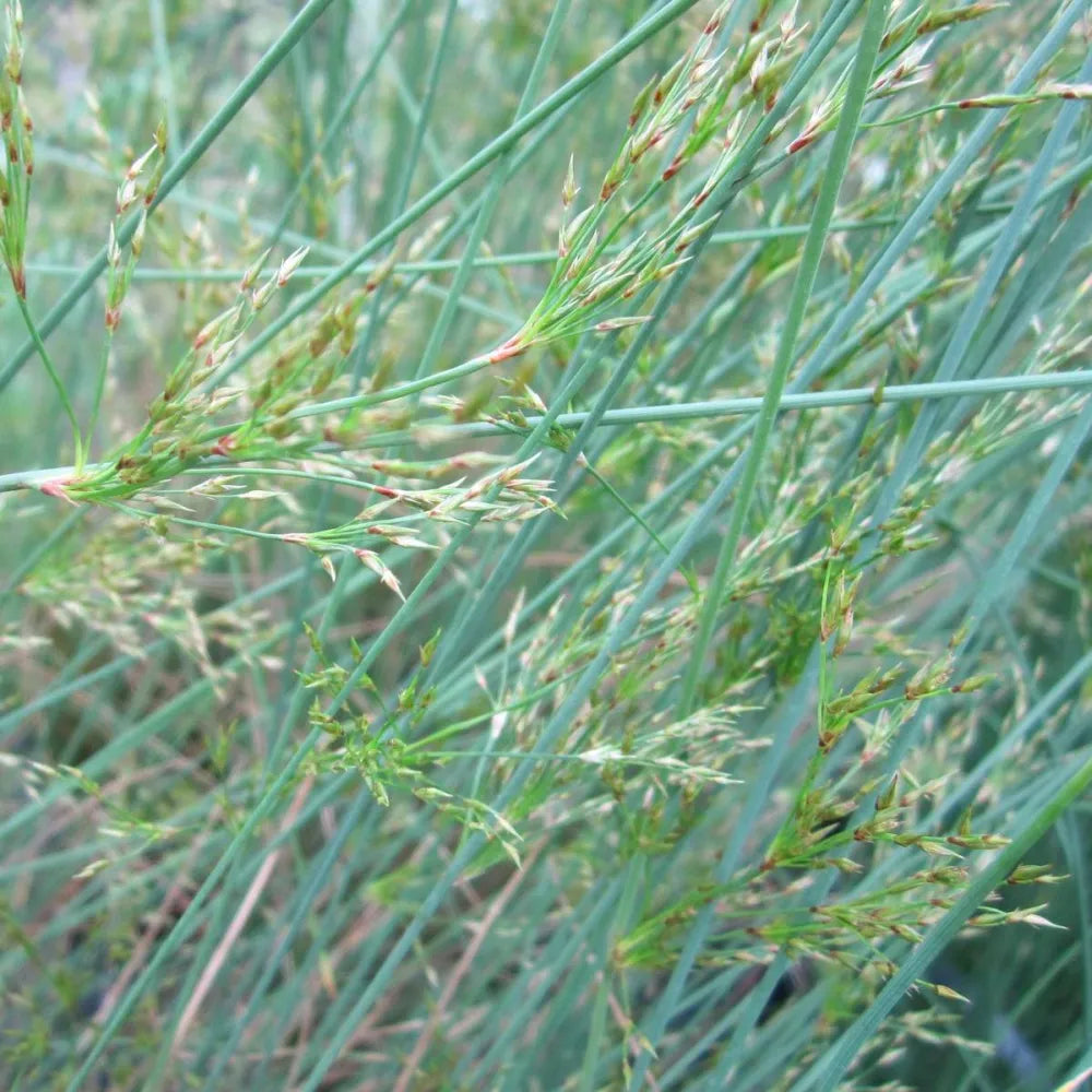 Juncus inflexus | Hard rush | Marginal Plant